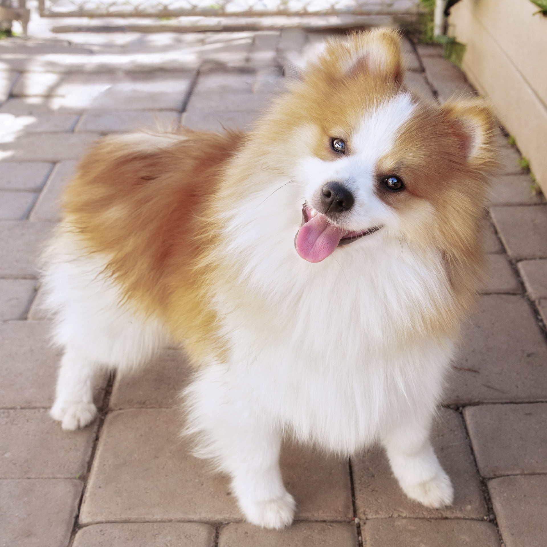 Enlarge Prince, a Adopted Pomeranian in El Cajon, CA image 2/2