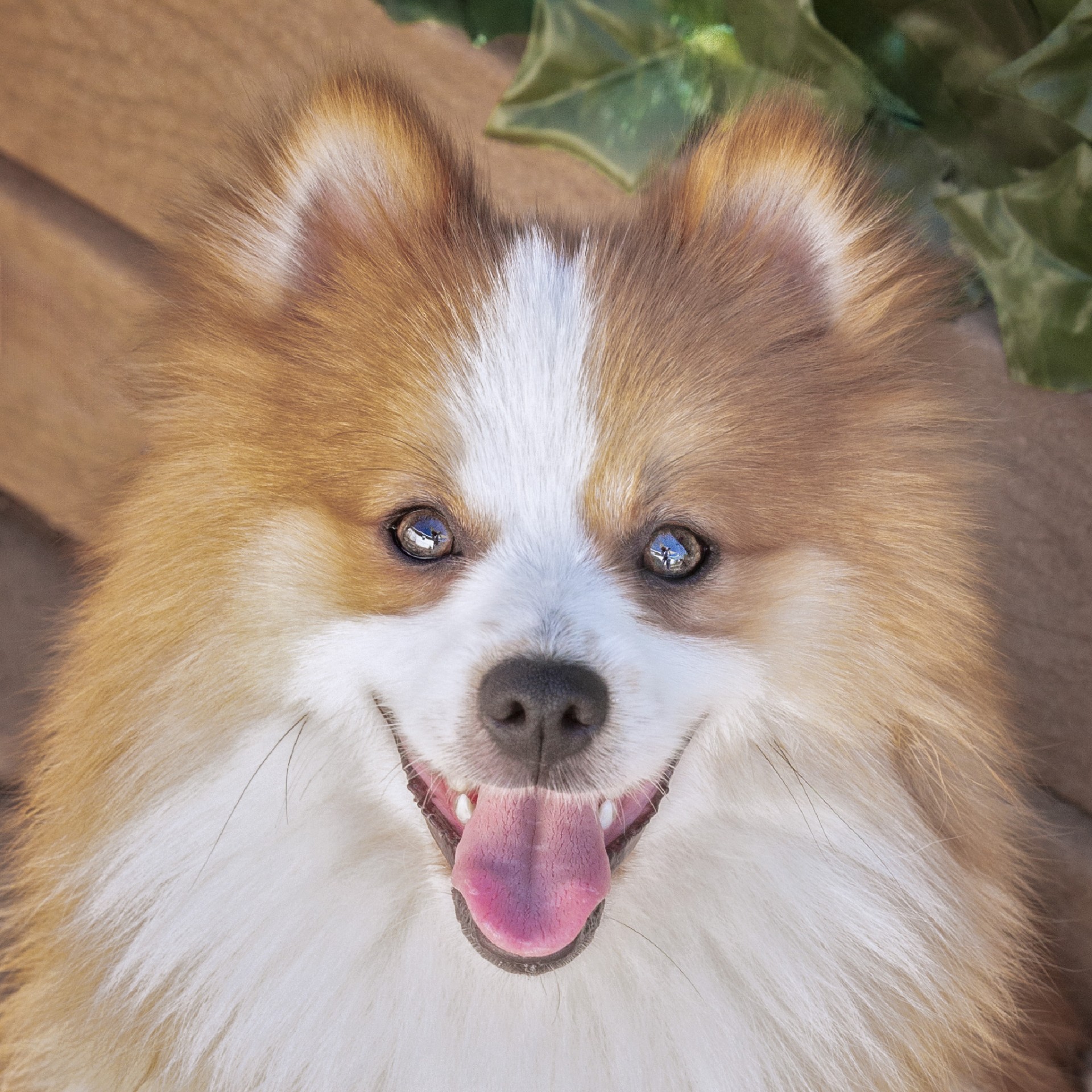 Prince, Adopted, Adult Male Pomeranian.
