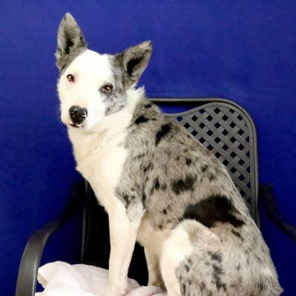 Enlarge Kit, a Adoptable mixed breed in Midland, TX image 1/2