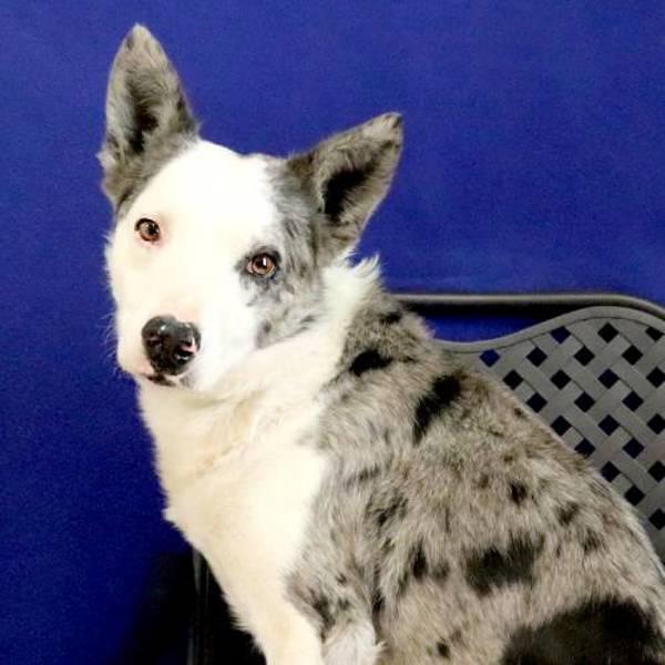 Enlarge Kit, a Adoptable mixed breed in Midland, TX image 2/2