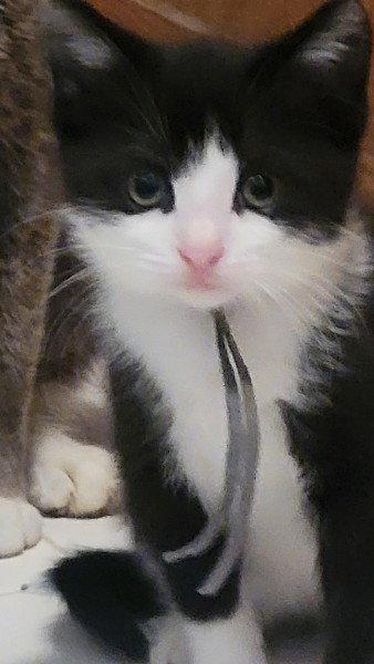 Enlarge Tyson Kitten, a Adoptable Domestic Short Hair in Allentown, PA image 1/1