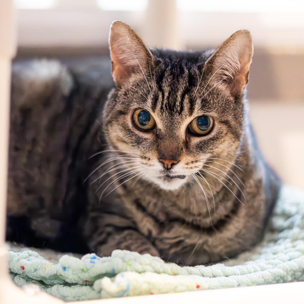 Lora, Adoptable, Senior Female Domestic Short Hair.