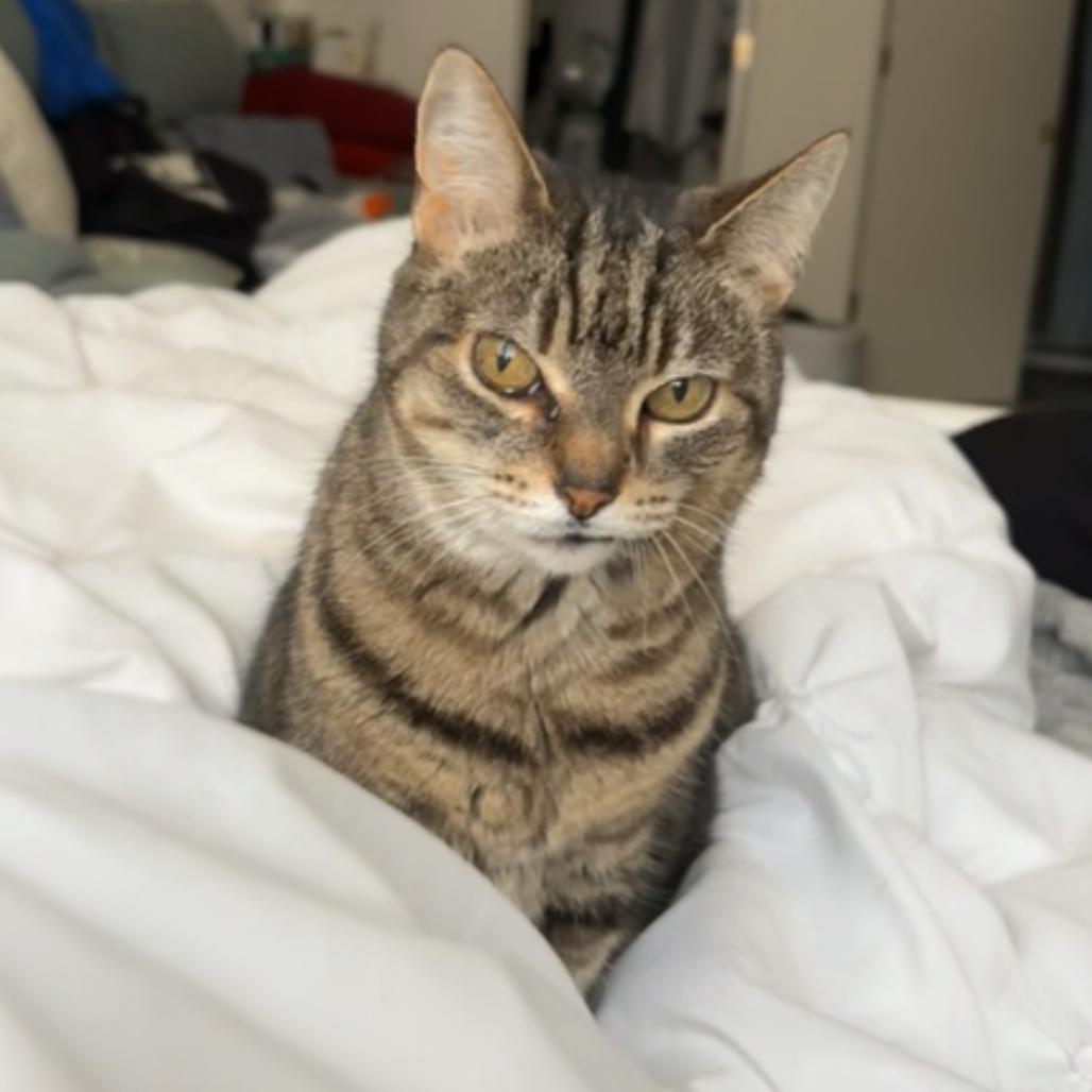 Lora, Adoptable, Senior Female Domestic Short Hair.