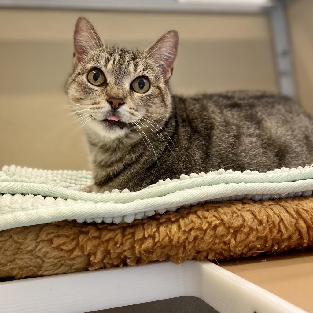 Lora, Adoptable, Senior Female Domestic Short Hair.