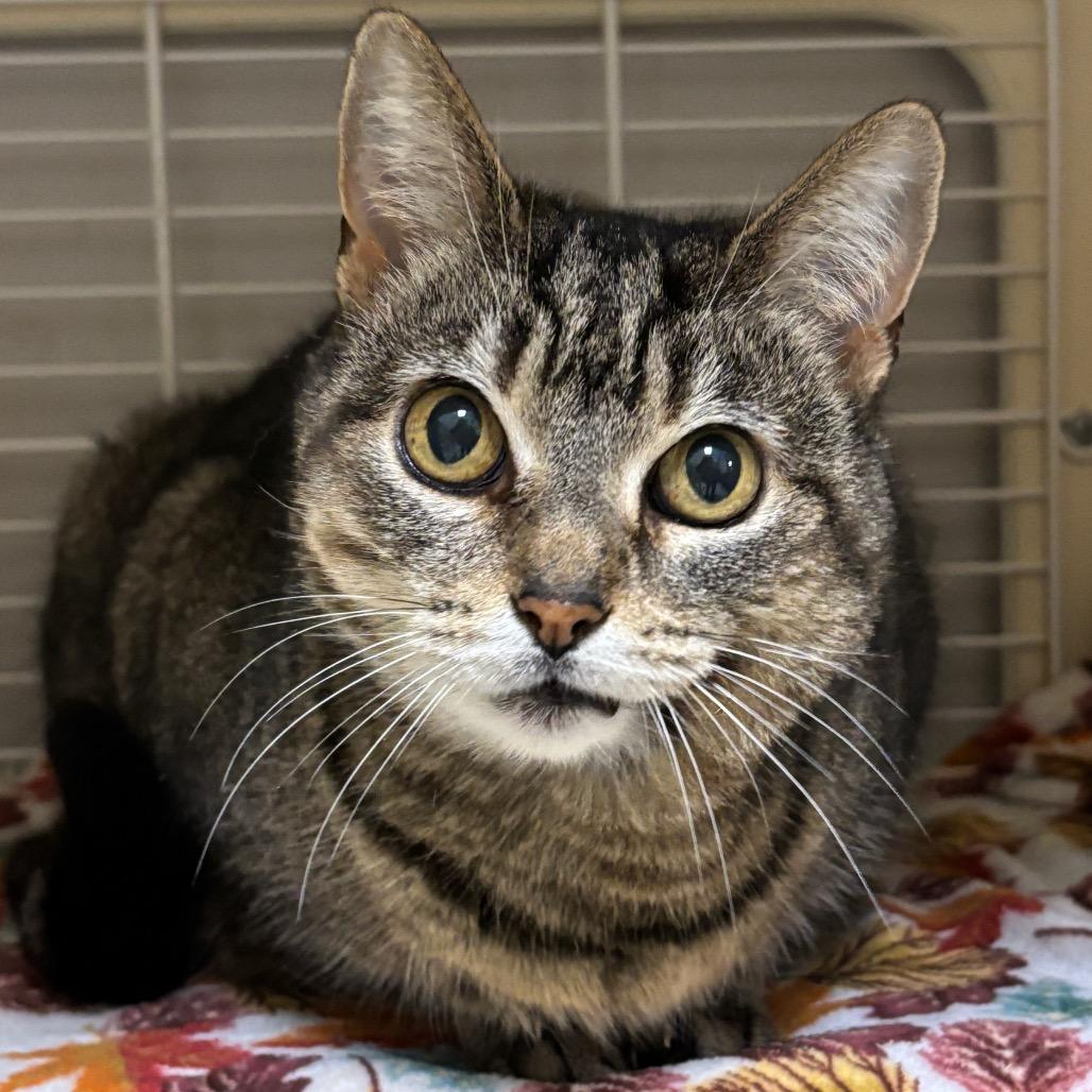 Enlarge Lora, a Adoptable Domestic Short Hair in Newark, DE image 2/6