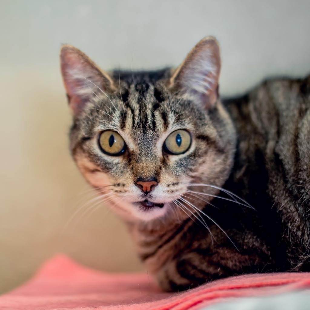 Enlarge Lora, a Adoptable Domestic Short Hair in Newark, DE image 3/6