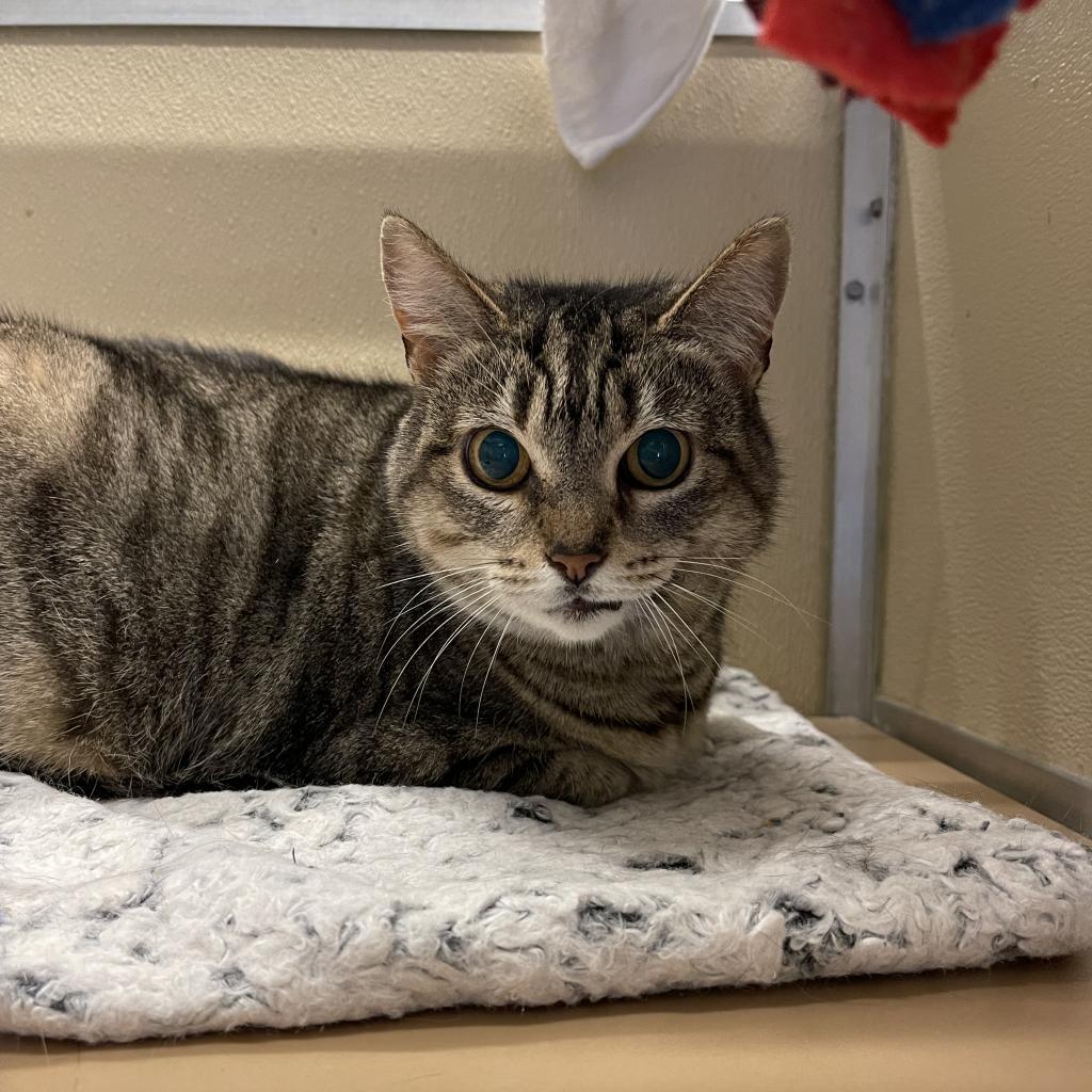 Enlarge Lora, a Adoptable Domestic Short Hair in Newark, DE image 4/6