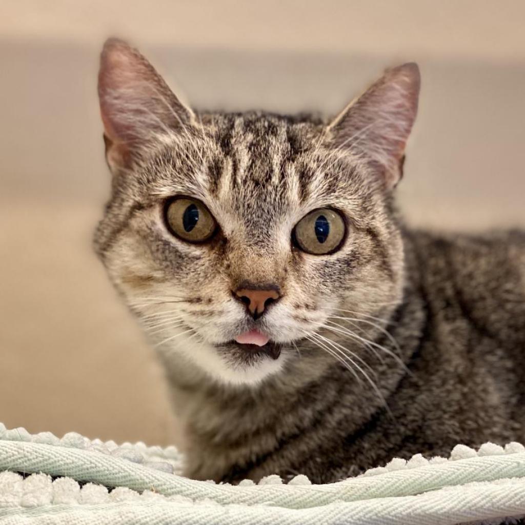 Enlarge Lora, a Adoptable Domestic Short Hair in Newark, DE image 5/6