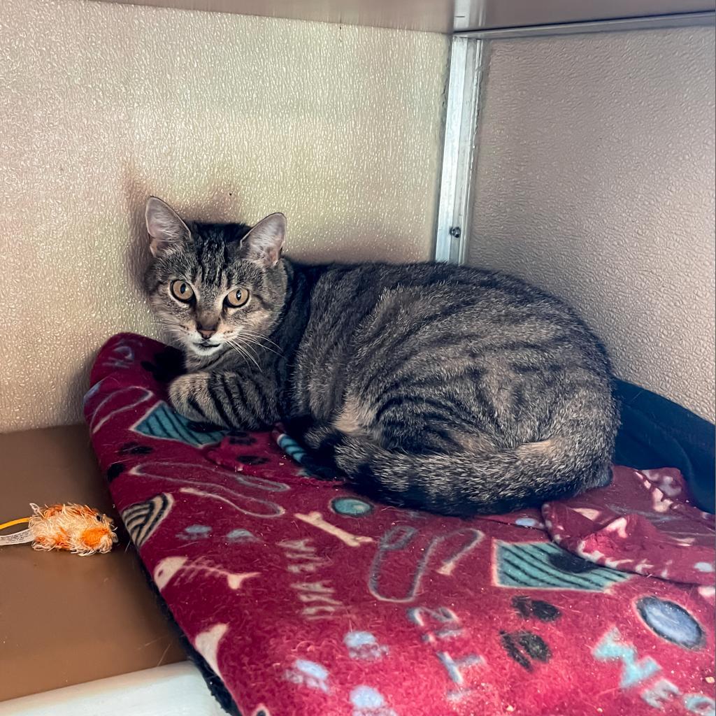 Enlarge Lora, a Adoptable Domestic Short Hair in Newark, DE image 6/6