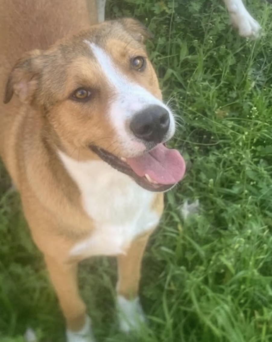 Enlarge Miss Snuggles! The Soft-Hearted Explorer with a Stick Collection and a Gentle Soul, a Adoptable mixed breed in Cambridge, MA image 1/5