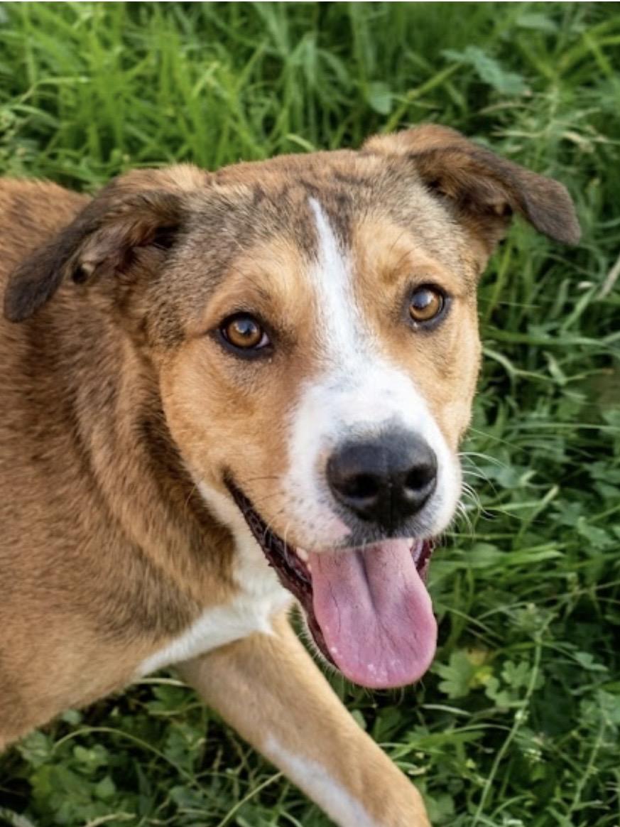 Enlarge Miss Snuggles! The Soft-Hearted Explorer with a Stick Collection and a Gentle Soul, a Adoptable mixed breed in Cambridge, MA image 4/5