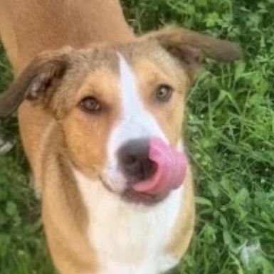 Enlarge Miss Snuggles! The Soft-Hearted Explorer with a Stick Collection and a Gentle Soul, a Adoptable mixed breed in Cambridge, MA image 3/5