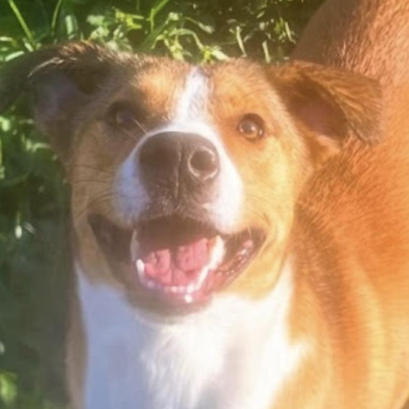 Enlarge Miss Snuggles! The Soft-Hearted Explorer with a Stick Collection and a Gentle Soul, a Adoptable mixed breed in Cambridge, MA image 2/5