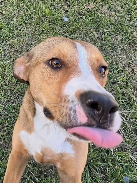 Enlarge Miss Snuggles! The Soft-Hearted Explorer with a Stick Collection and a Gentle Soul, a Adoptable mixed breed in Cambridge, MA image 5/5