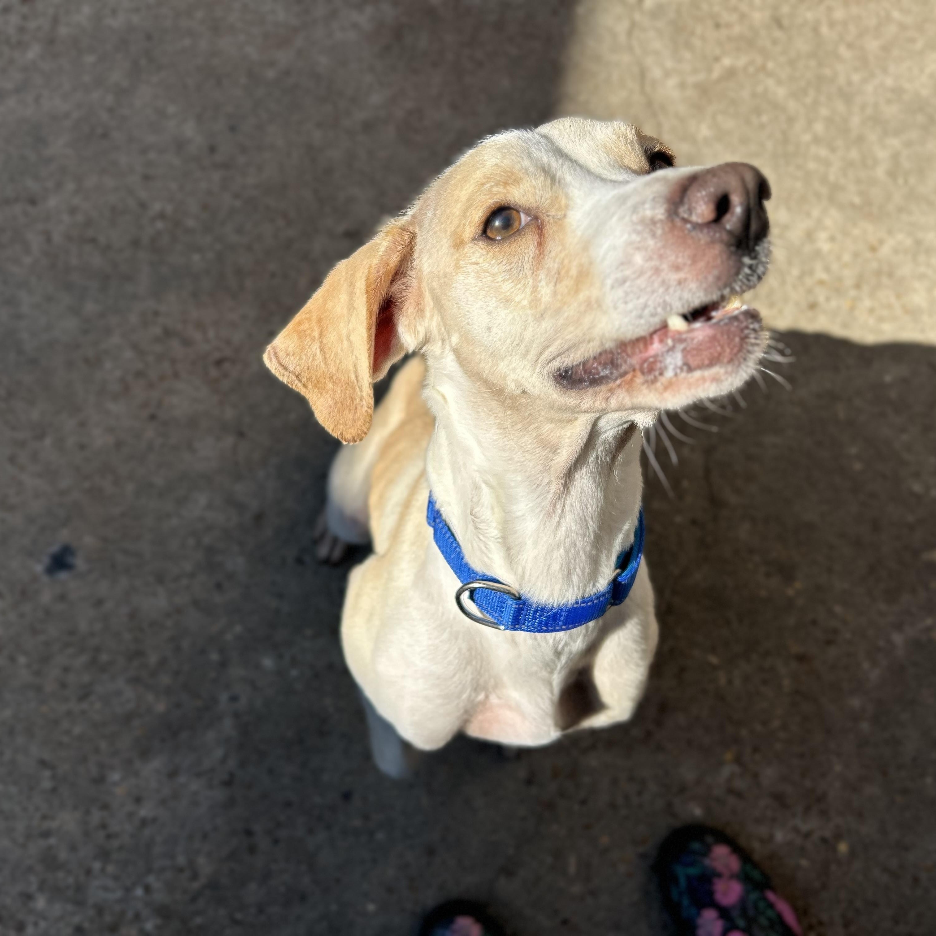 Enlarge Nikki, a Adoptable mixed breed in Salem, NH image 4/5