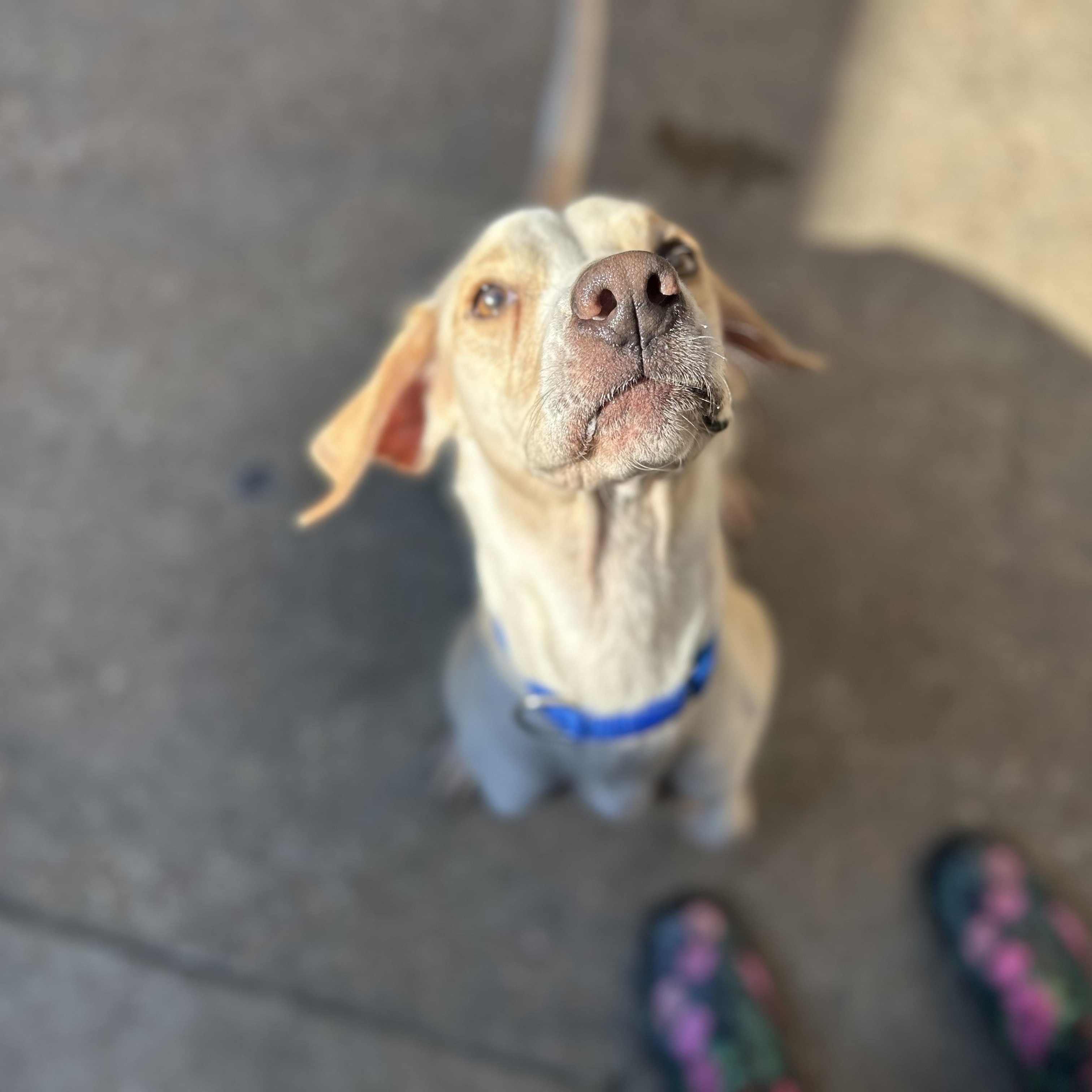 Enlarge Nikki, a Adoptable mixed breed in Salem, NH image 3/5