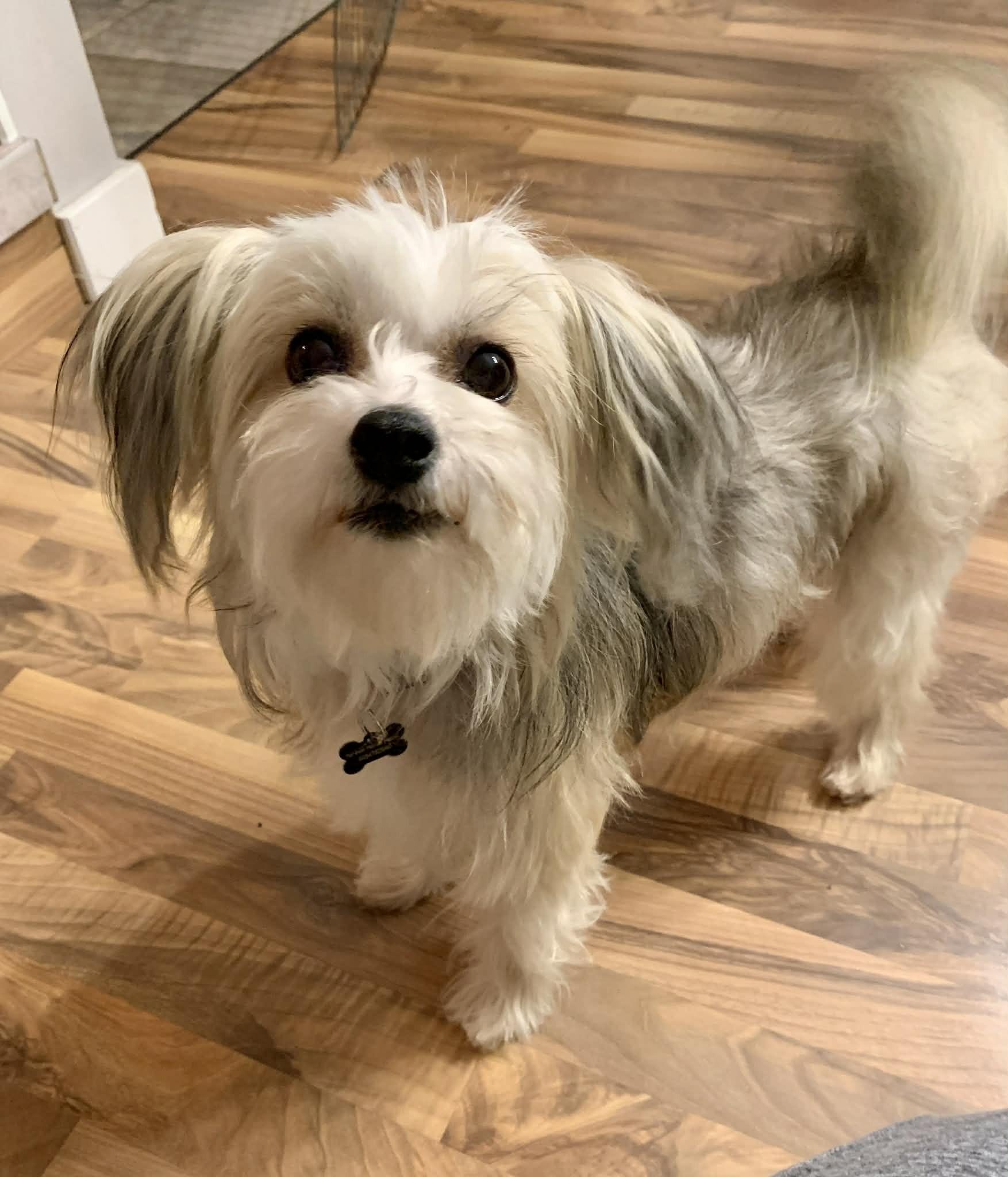 Enlarge Mira, a ADOPTABLE mixed breed in Calgary, AB image 2/3