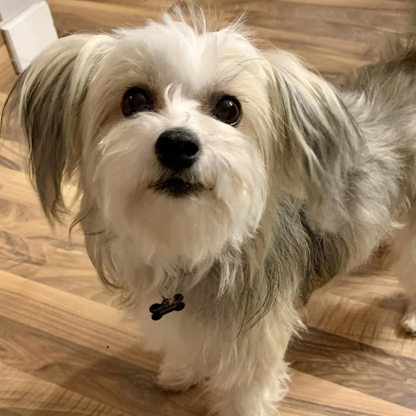 Mira, a ADOPTABLE mixed breed in Calgary, AB image 2/3