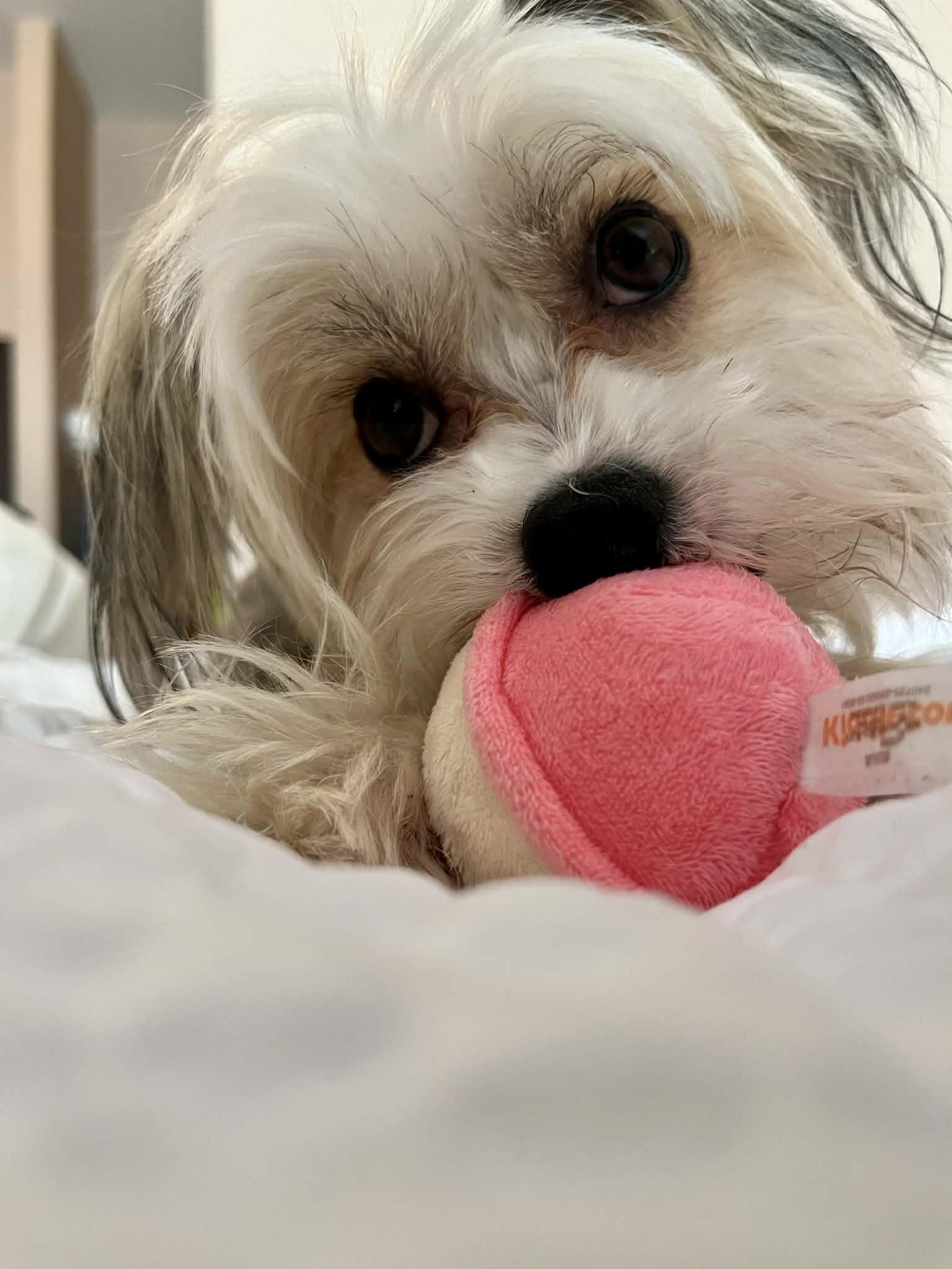 Mira, ADOPTABLE, Adult Male Chinese Crested Dog.