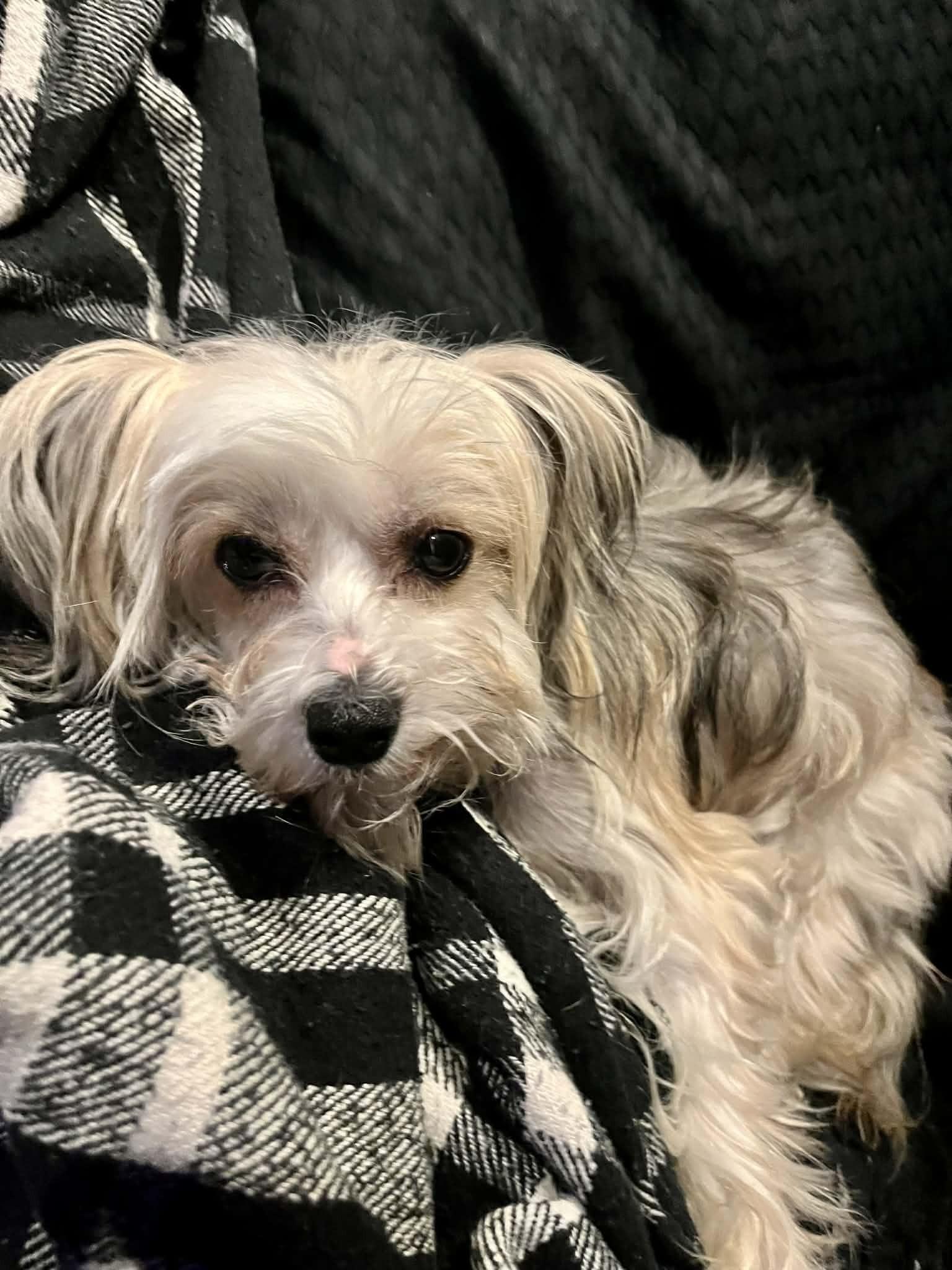 Enlarge Mira, a ADOPTABLE mixed breed in Calgary, AB image 3/3