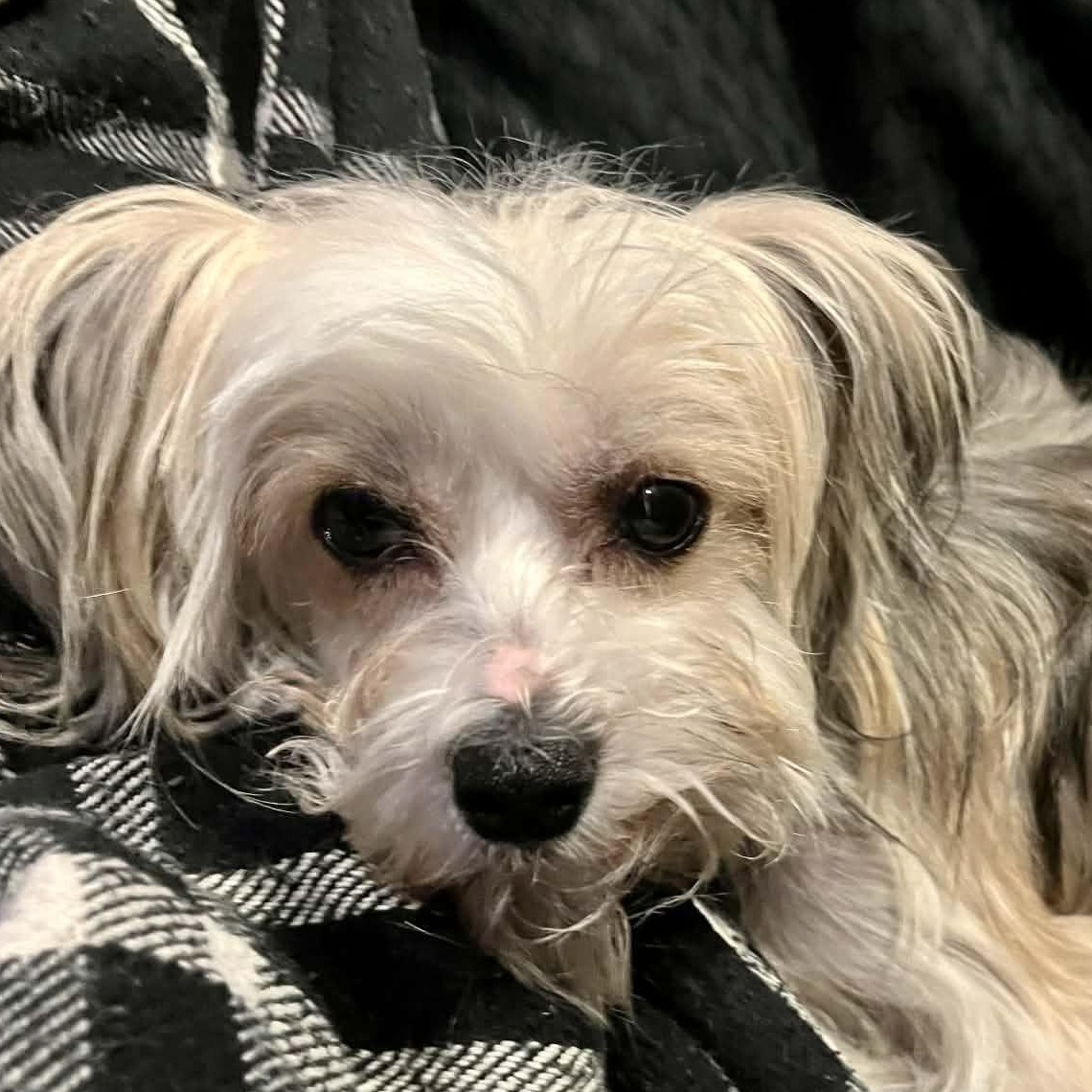 Mira, a ADOPTABLE mixed breed in Calgary, AB image 3/3