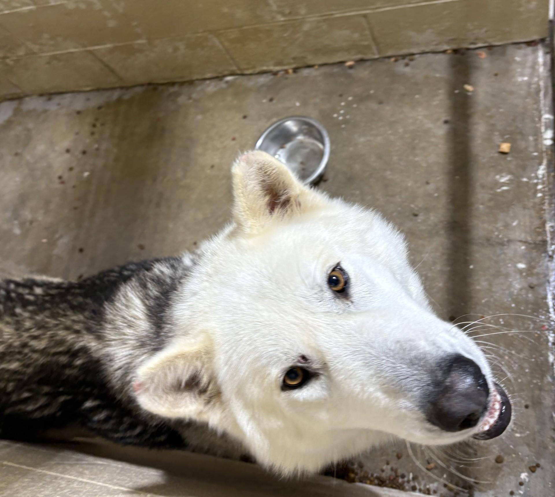 Enlarge MOUSE, a ADOPTABLE mixed breed in Paris , TN image 1/1
