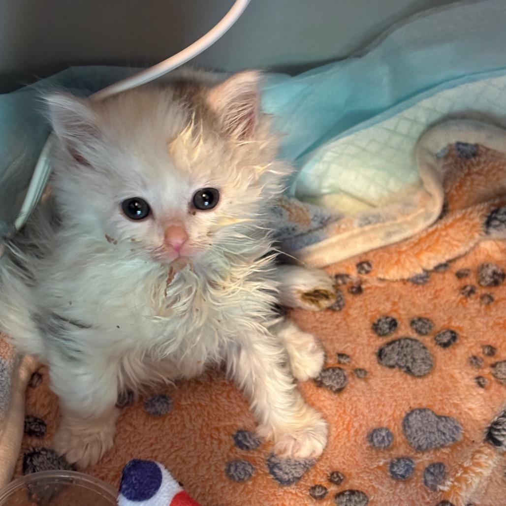 Enlarge Olive Oyl, a Adoptable Domestic Long Hair in Galax, VA image 1/1