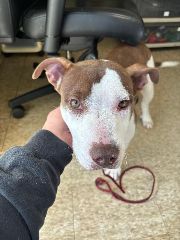 Enlarge Sharkie, a Adoptable Mixed Breed in Warren, PA image 1/1