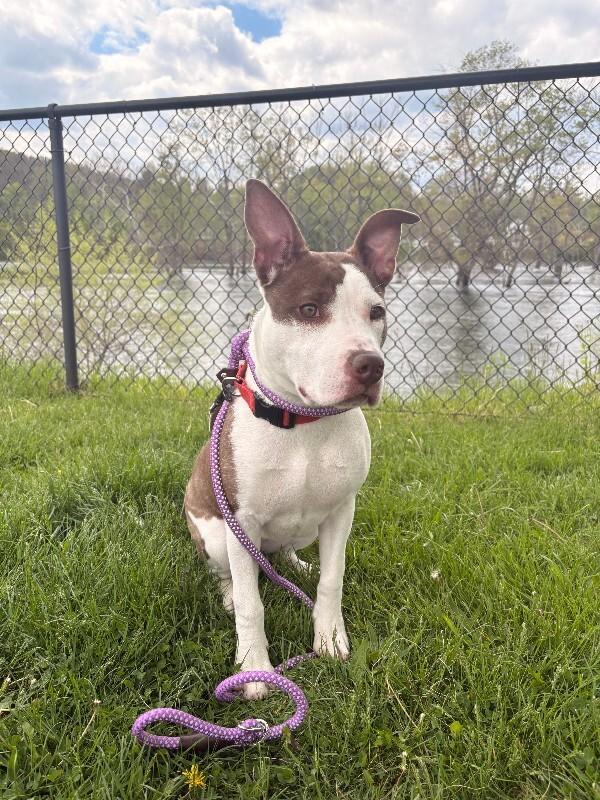 Sharkie, a Adoptable Mixed Breed in Warren, PA image 2/3