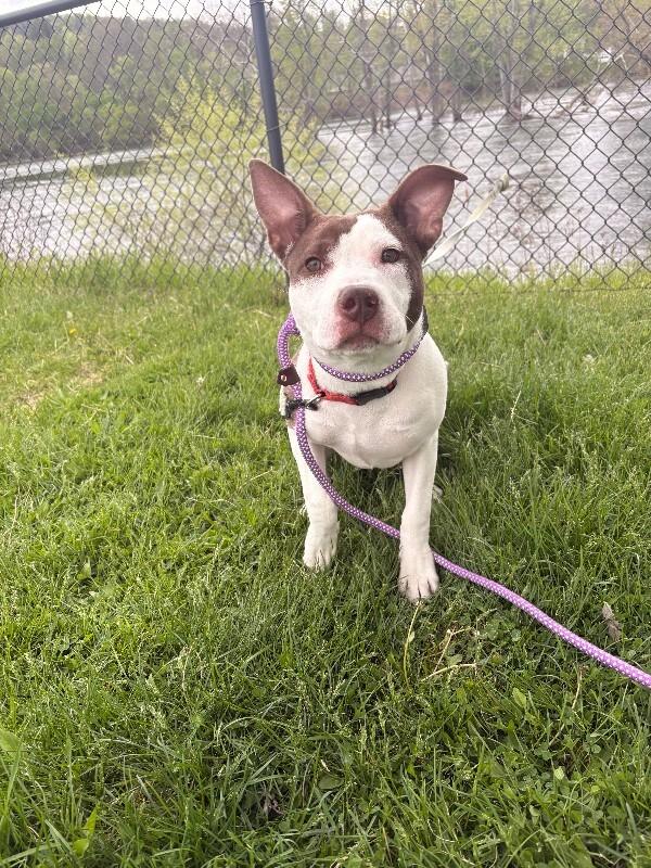 Sharkie, a Adoptable Mixed Breed in Warren, PA image 3/3
