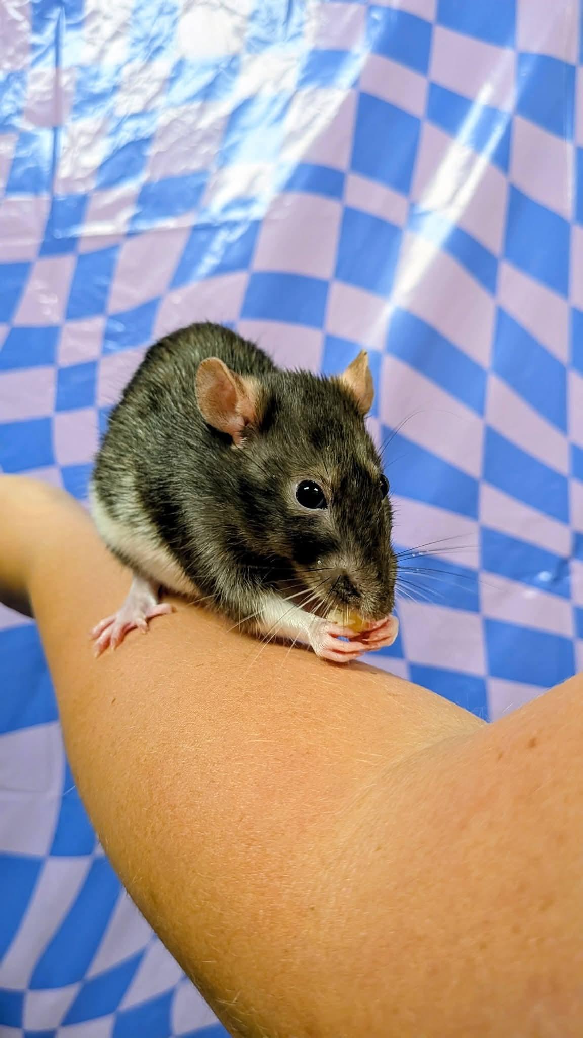 Cinnamon, Adopted, Adult Female Rat.