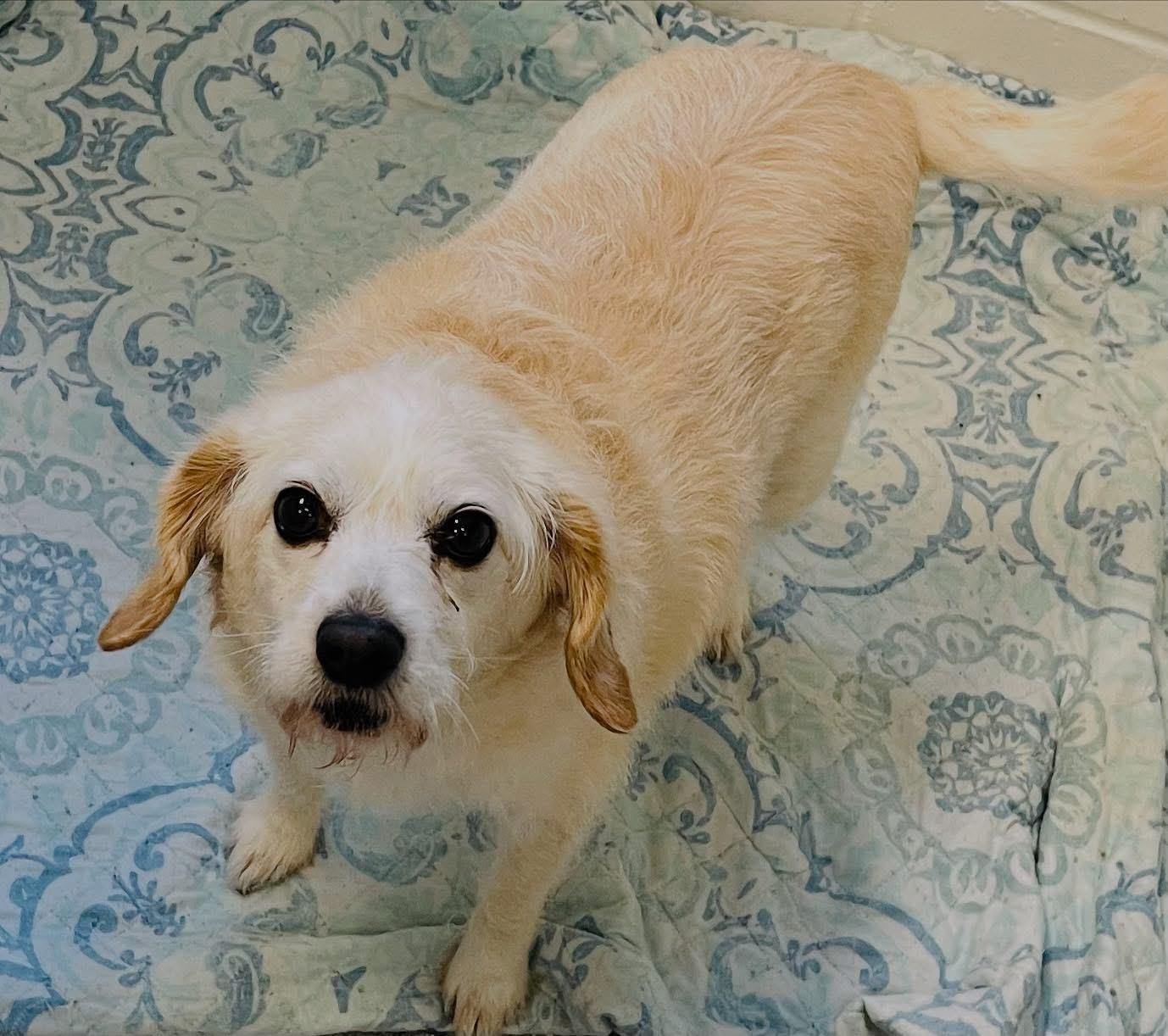Mollie, Adult Female Beagle