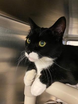 Roxy — thumbnail 2