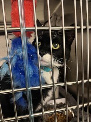 Roxy — thumbnail 3