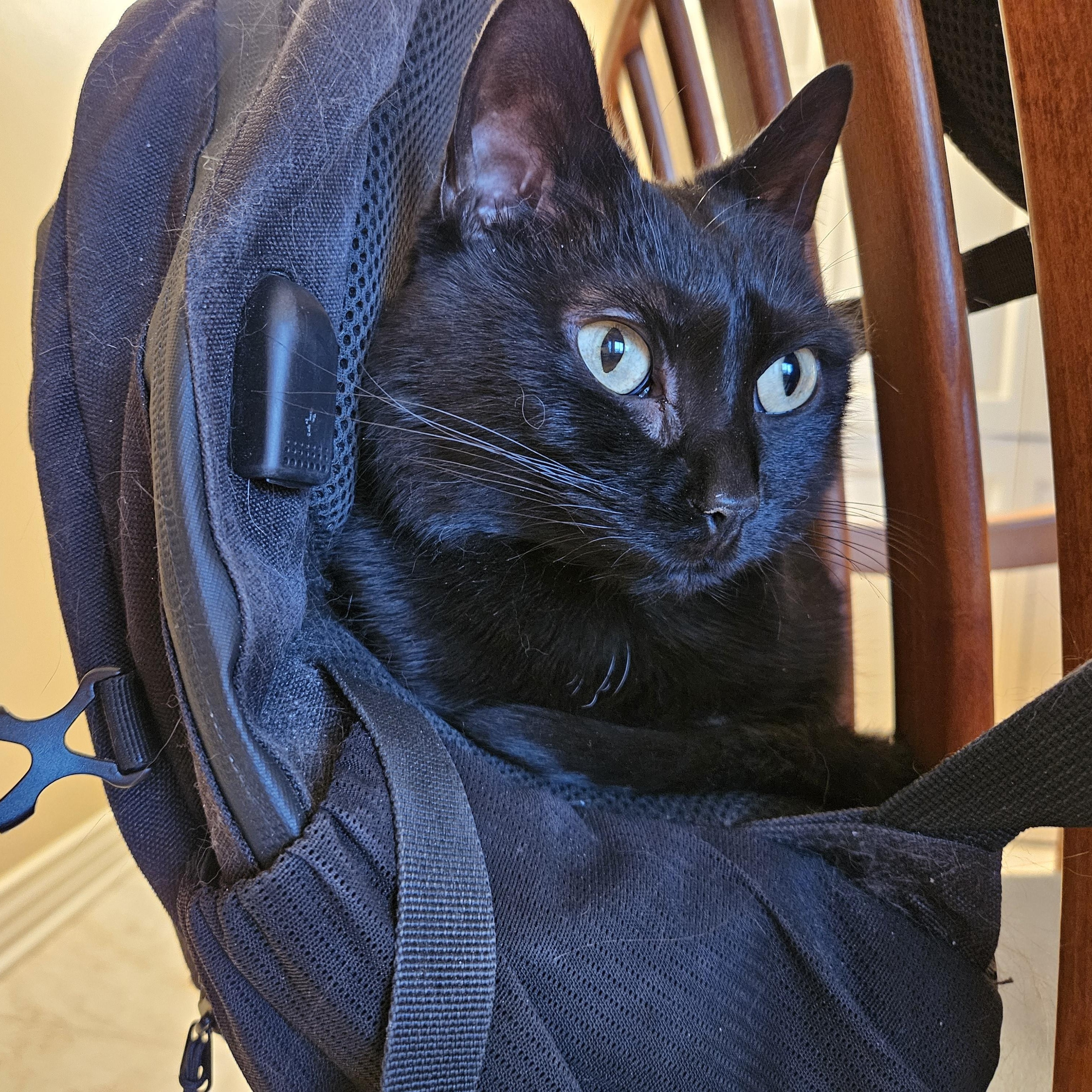 Enlarge Ember, a Adoptable mixed breed in Kenosha , WI image 1/2