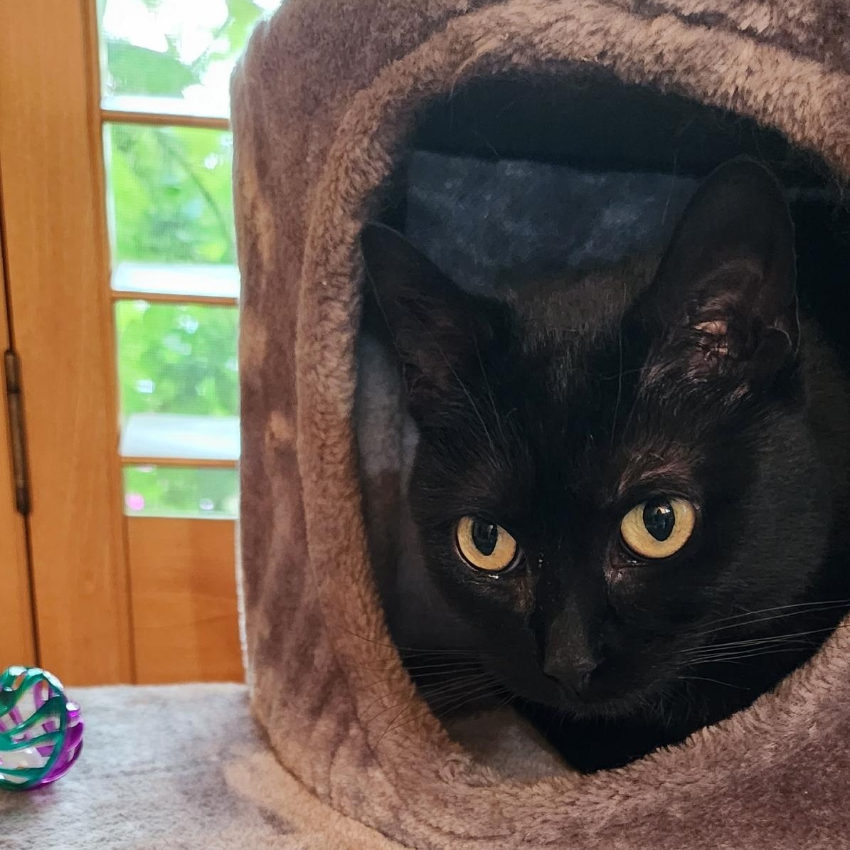 Enlarge Ember, a Adoptable mixed breed in Kenosha , WI image 2/2