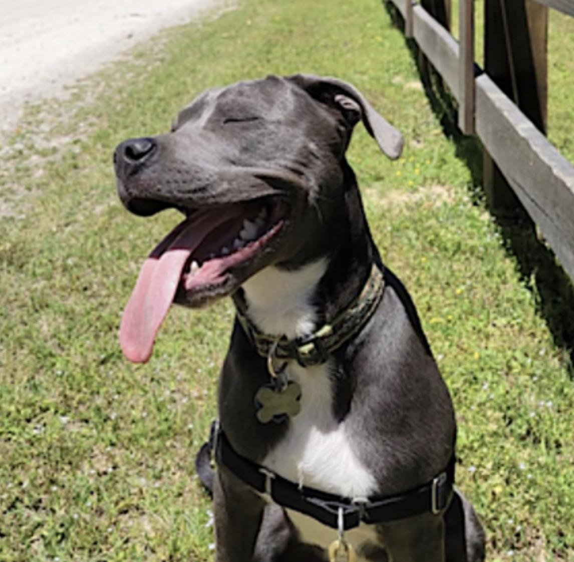 Norman — thumbnail 4