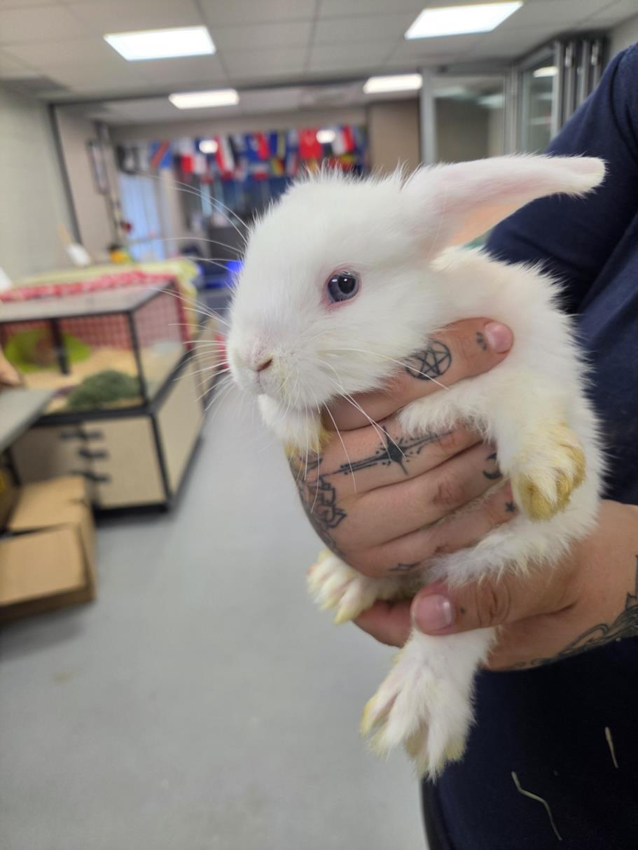 White Claw, adoptable, Young Male Bunny Rabbit.