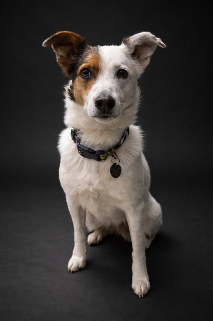 Sammy, Adoptable, Adult Female Australian Shepherd & Australian Cattle Dog / Blue Heeler.