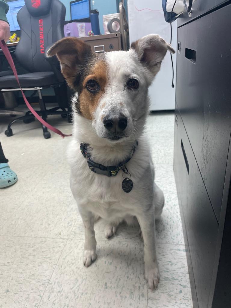 Enlarge Sammy, a Adoptable mixed breed in Rock Springs, WY image 2/2