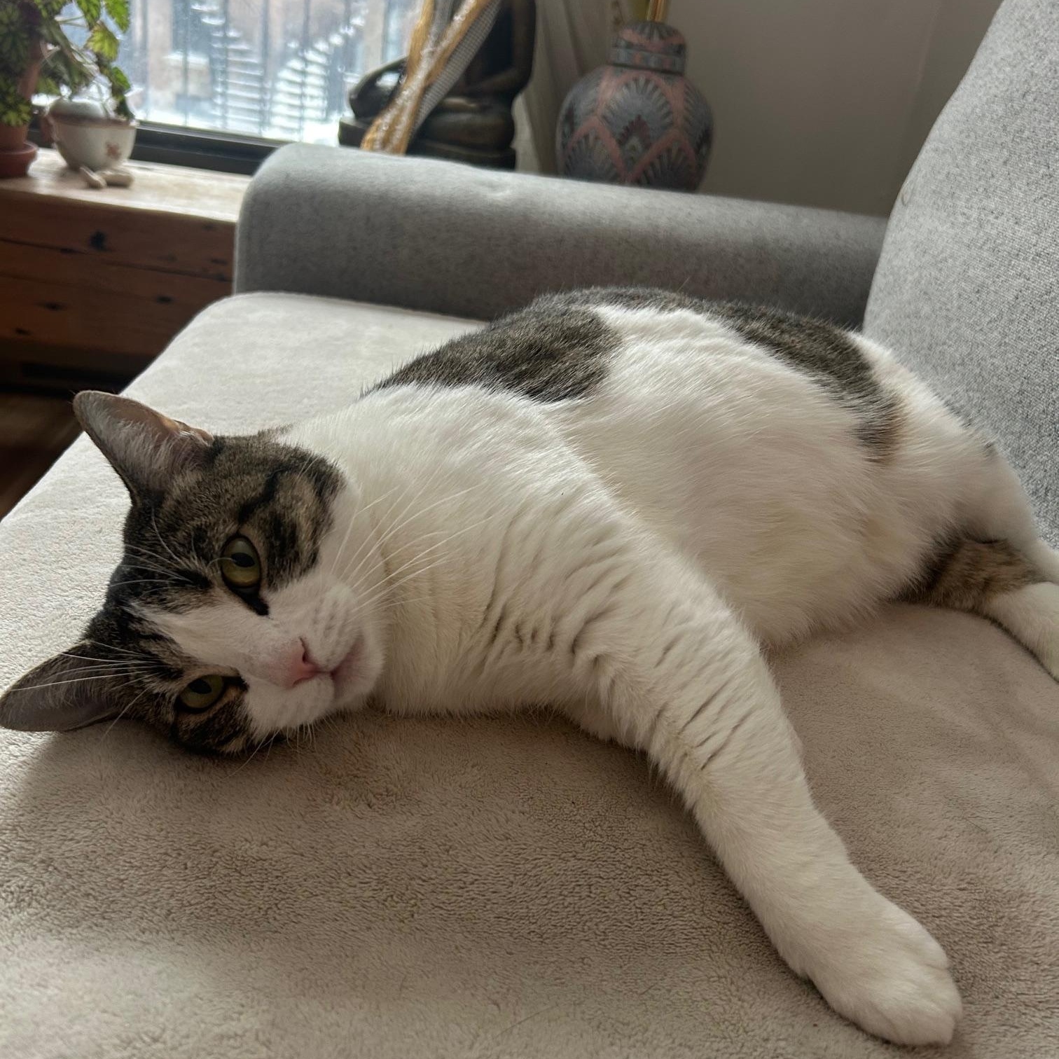 Enlarge ALICE (CR/SC), a Adoptable Domestic Short Hair in Sainte-Angele-de-Monnoir, QC image 1/6