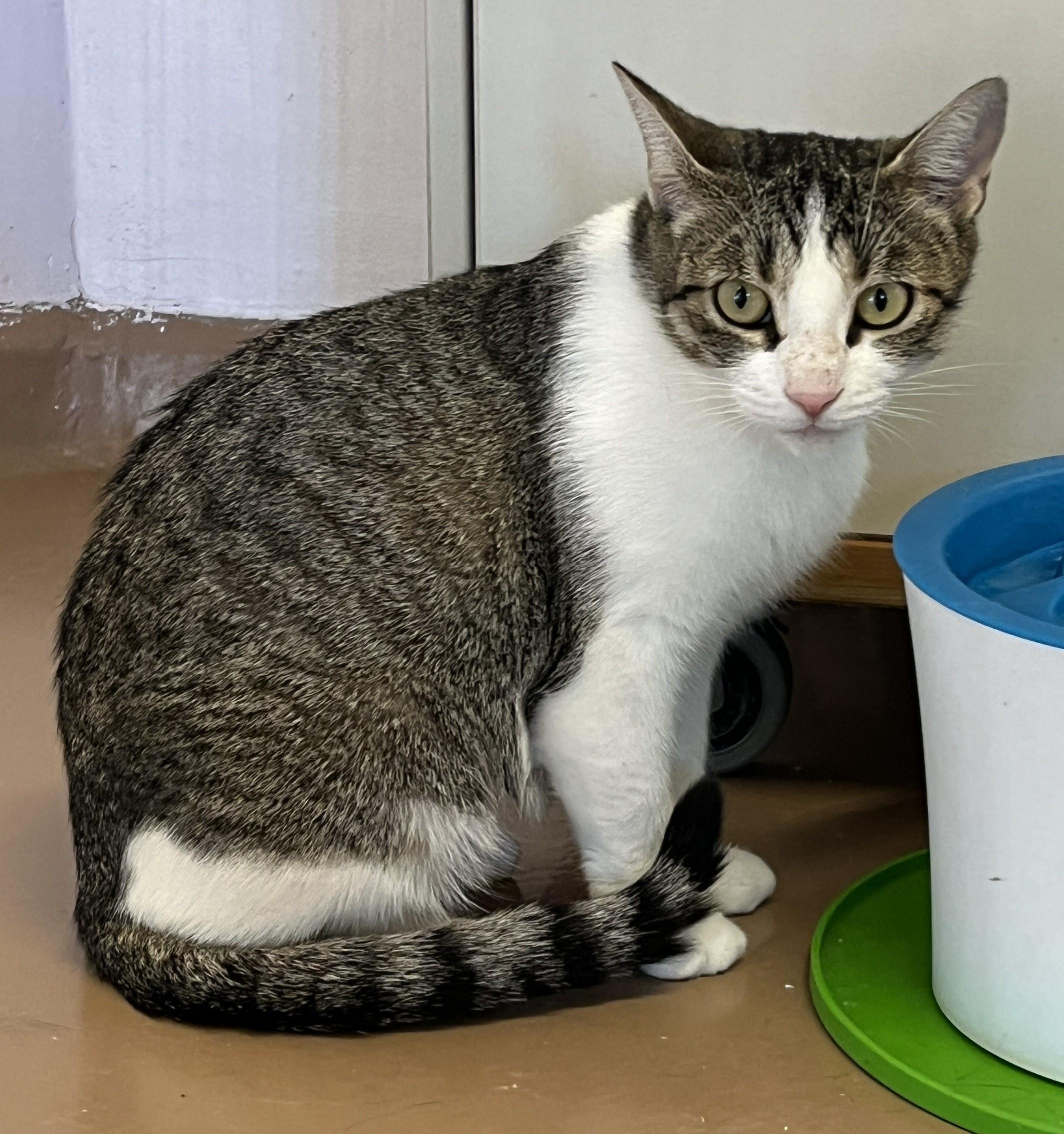 Enlarge ALICE (CR/SC), a Adoptable Domestic Short Hair in Sainte-Angele-de-Monnoir, QC image 4/6