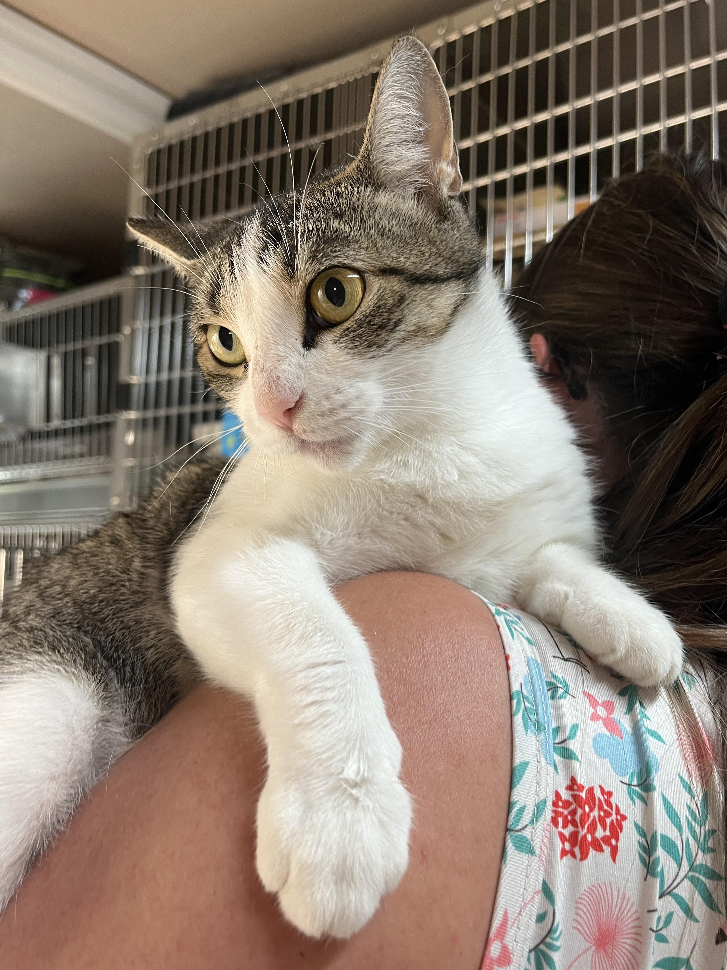 Enlarge ALICE (CR/SC), a Adoptable Domestic Short Hair in Sainte-Angele-de-Monnoir, QC image 5/6