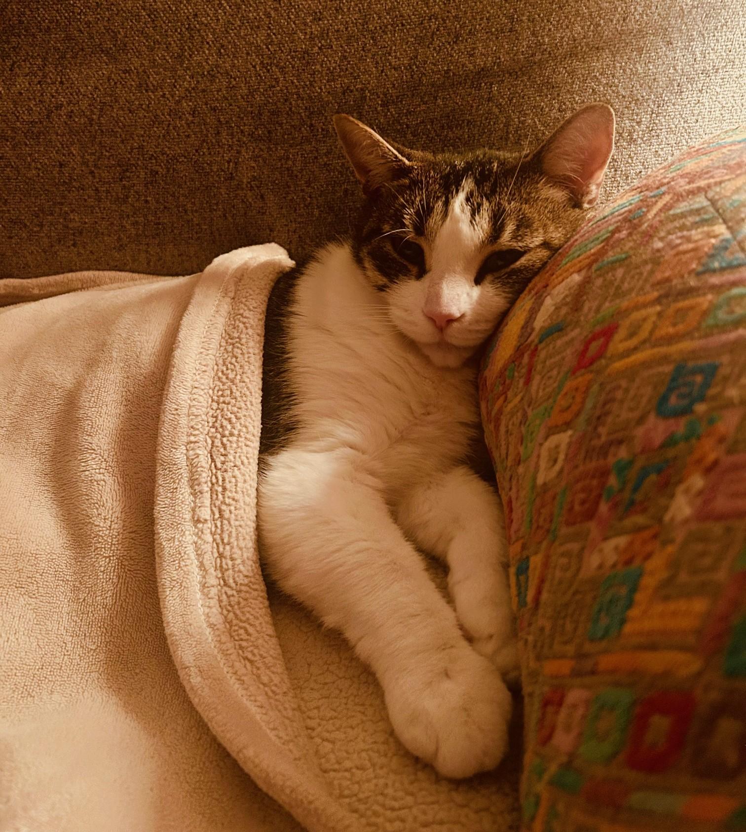 Enlarge ALICE (CR/SC), a Adoptable Domestic Short Hair in Sainte-Angele-de-Monnoir, QC image 2/6