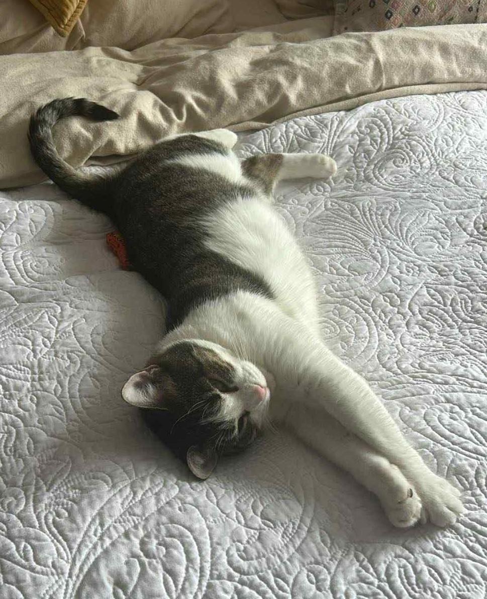 Enlarge ALICE (CR/SC), a Adoptable Domestic Short Hair in Sainte-Angele-de-Monnoir, QC image 3/6