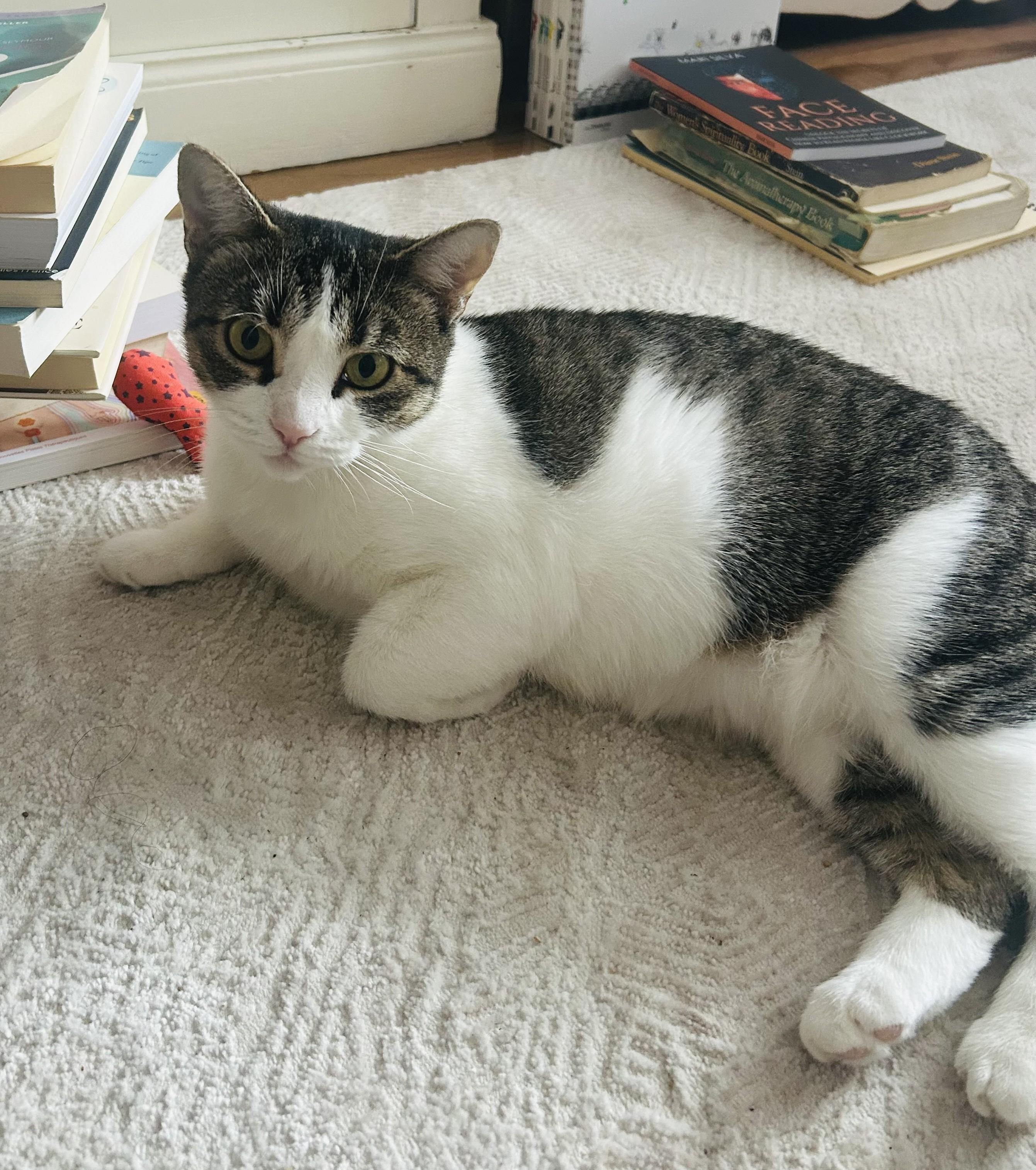 Enlarge ALICE (CR/SC), a Adoptable Domestic Short Hair in Sainte-Angele-de-Monnoir, QC image 1/6