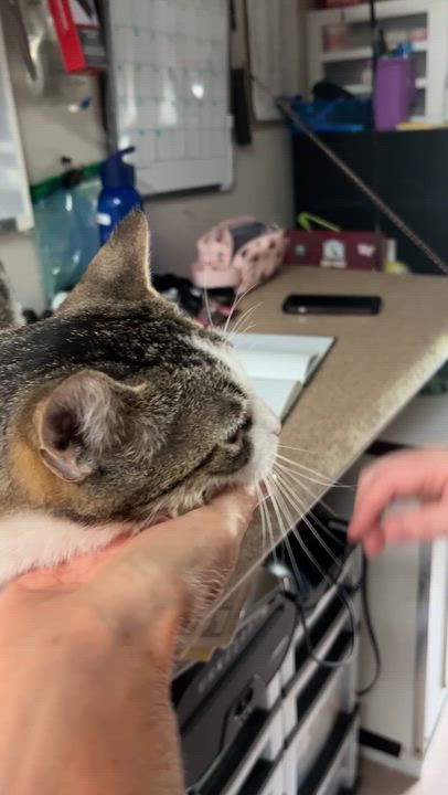 Enlarge ALICE (CR/SC), a Adoptable Domestic Short Hair in Sainte-Angele-de-Monnoir, QC video 6/6