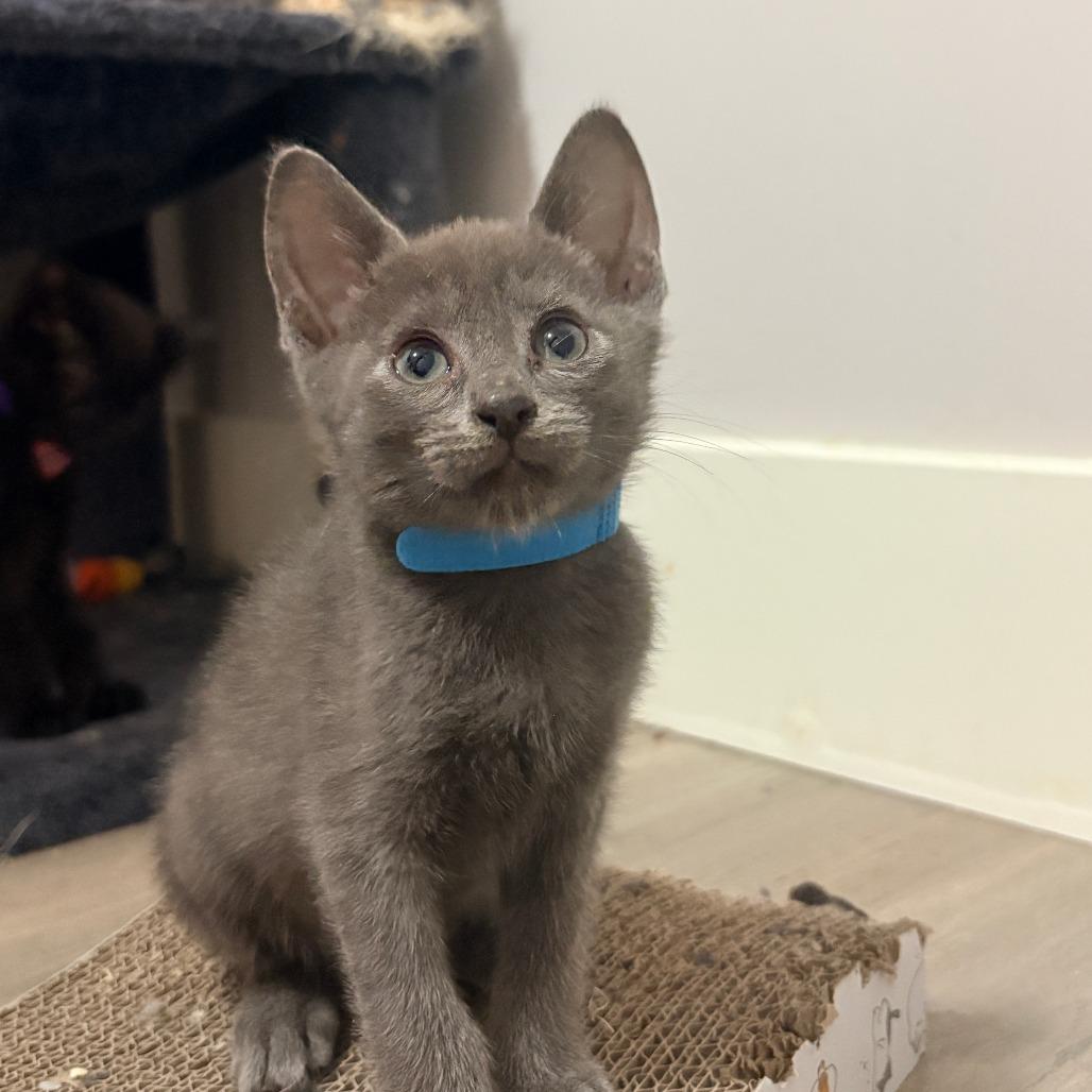 Yuku, Adoptable, Kitten Male Domestic Short Hair.