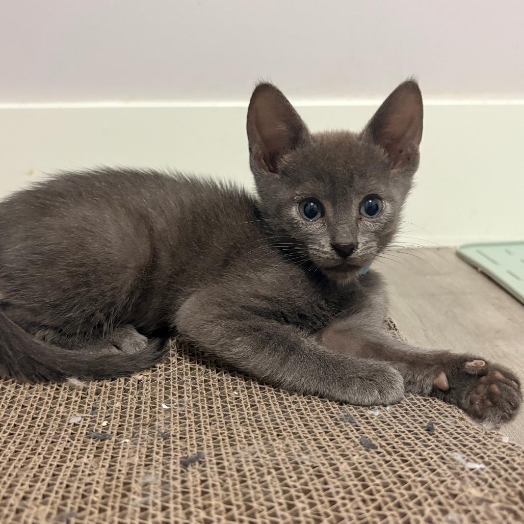 Enlarge Yuku, a Adoptable Domestic Short Hair in Abbotsford, BC image 2/6