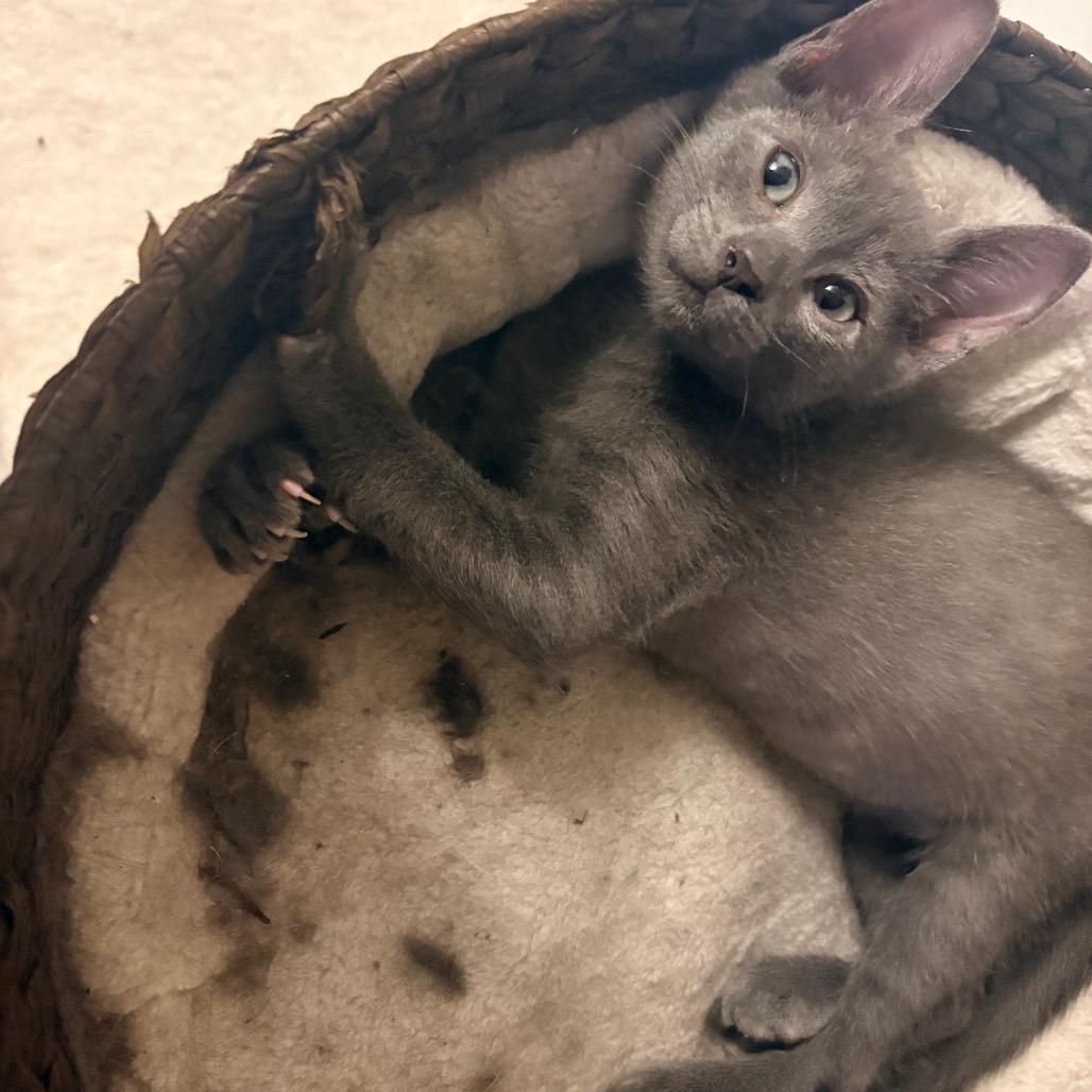 Enlarge Yuku, a Adoptable Domestic Short Hair in Abbotsford, BC image 3/6